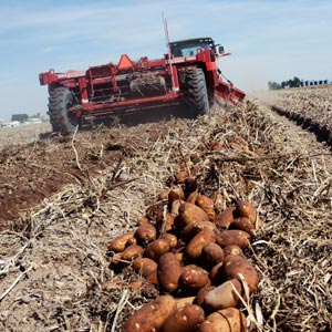 cultivar patatas