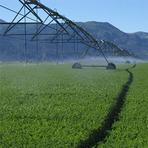 Soluciones de riego para Alfalfa