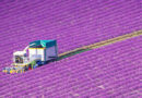 consejos para la producción de lavanda