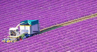 consejos para la producción de lavanda