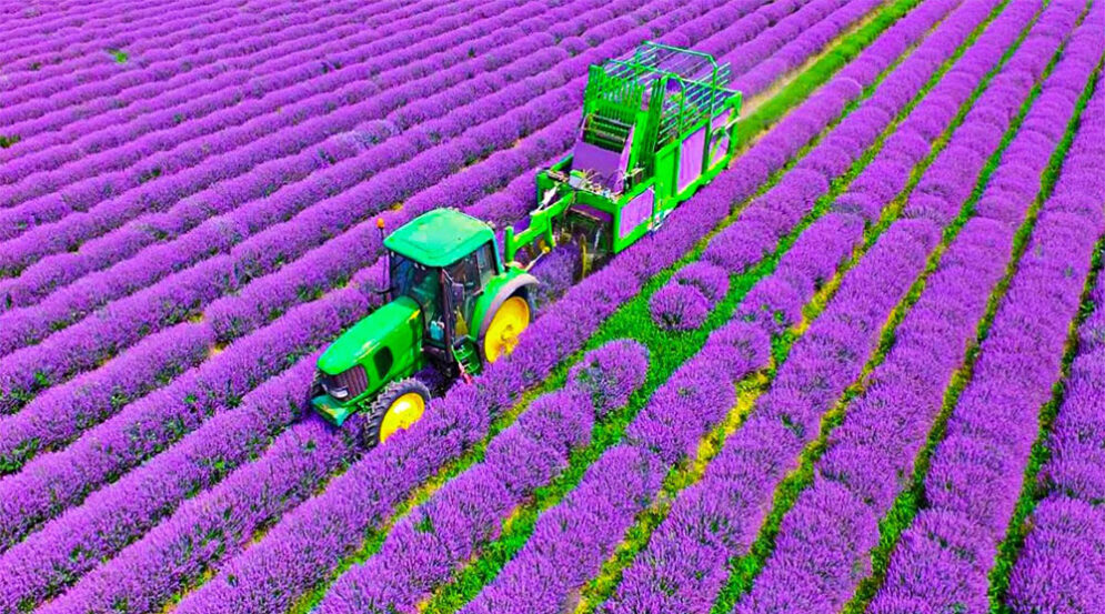 producción de lavanda